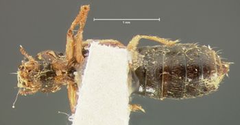 Media type: image;   Entomology 6547 Aspect: habitus ventral view